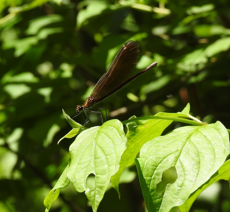 Insectes et Araignées