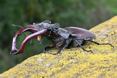 Insectes Lucane cerf-volant (Lucanus cervus)