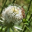 Insectes Decticelle cendrée