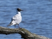 Oiseaux Mouette rieuse