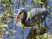 Oiseaux Héron pourpré (Ardea purpurea)