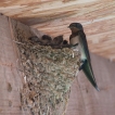 Oiseaux Hirondelle rustique