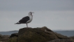 Oiseaux Goéland