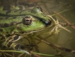 Amphibiens Grenouille rieuse (Rana ridibunda)