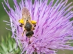 Insectes abeille domestique (apis mellifera)