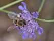 Insectes abeille domestique (apis mellifera)
