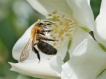 Insectes