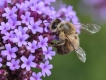 Insectes Abeille
