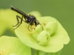 Insectes Bibionidae sur euphorbe