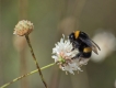 Insectes bourdon terrestre (Bombus terrestris)