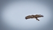 Oiseaux Buse variable