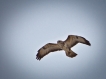 Oiseaux Buse variable