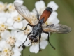 Insectes Cylindromyia