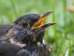 Oiseaux Merle noir (Turdus merula)