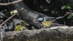 Oiseaux Mésange charbonnière
