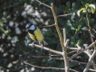 Oiseaux Mésange charbonnière