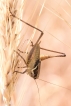Insectes Decticelle échassière mâle