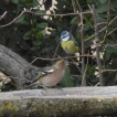 Oiseaux Duo pinson mésange
