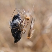 Araignées Epeire des bois