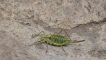 Insectes Ephippigère Catalane femelle