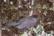 Oiseaux Fauvette