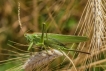 Insectes Grande sauterelle verte femelle