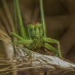 Insectes Grande sauterelle verte femelle