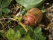 Insectes Hanneton