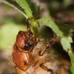 Insectes