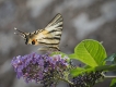 Insectes Le Flambé