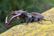 Insectes Lucane cerf-volant (Lucanus cervus)