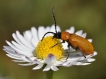 Insectes Luperus portugais