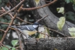 Oiseaux Mésange charbonnière