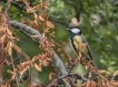 Oiseaux Mésange charbonnière