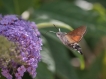 Insectes Moro-sphinx (Macroglossum stellatarum)