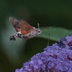 Insectes Moro-sphinx (Macroglossum stellatarum)