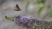 Insectes Moro-sphinx (Macroglossum stellatarum)