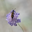 Insectes Mylabre inconstant