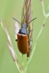 Insectes Omophlus orangé
