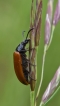 Insectes Omophlus orangé
