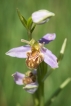 Flore Orchis mouche