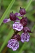 Flore Orchis pourpre (Orchis purpurea)