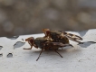 Insectes Otites lamed