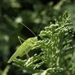 Insectes Phanéroptère méridional femelle