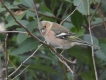 Oiseaux Pinson des arbres mâle