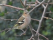 Oiseaux Pinson des arbres mâle