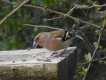 Oiseaux Pinson des arbres mâle