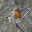 Oiseaux rouge gorge