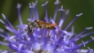 Insectes Sténoptérus