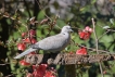 Oiseaux Tourterelle